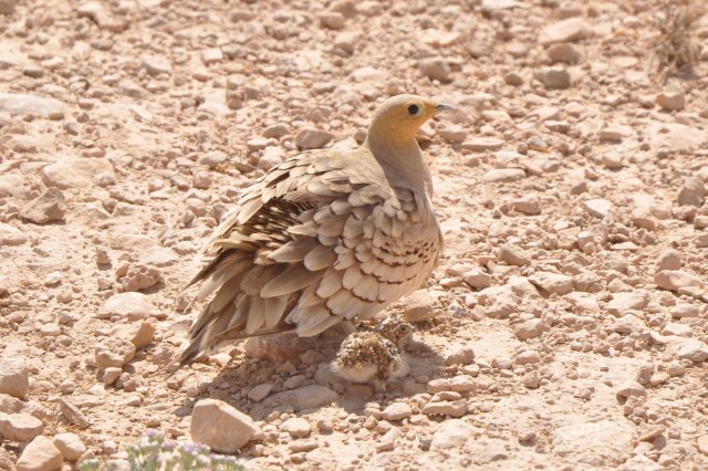 Ganga à ventre brun / Chestnut-bellied Sandgrouse